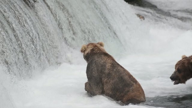 Alaskan brown bear fishing for salmon