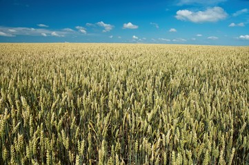 Wheat field