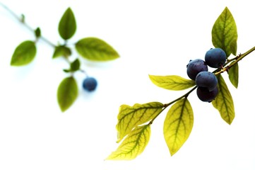Blueberry