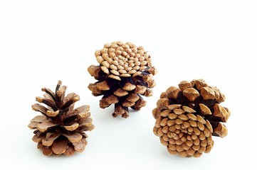 Piny cones