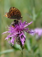 Obraz premium papillon et abeille sur centaurée