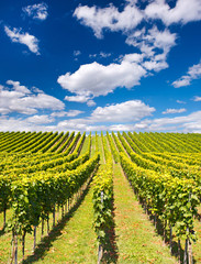 Fototapeta na wymiar beautiful vineyard landscape with cloudy blue sky