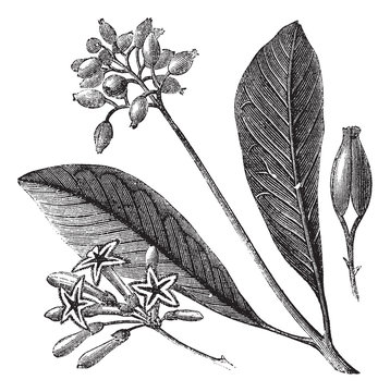 Yellow Bark (Cinchona Calisaya)or Quina, Vintage Engraving.