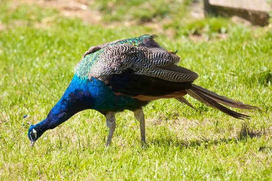 Fototapeta Blue Peacock in Grass