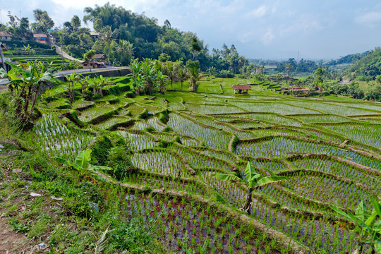 agriculture indon&eacute;sie