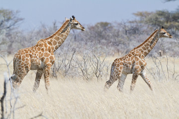 Zwei junge Giraffen, Giraffa camelopardalis,