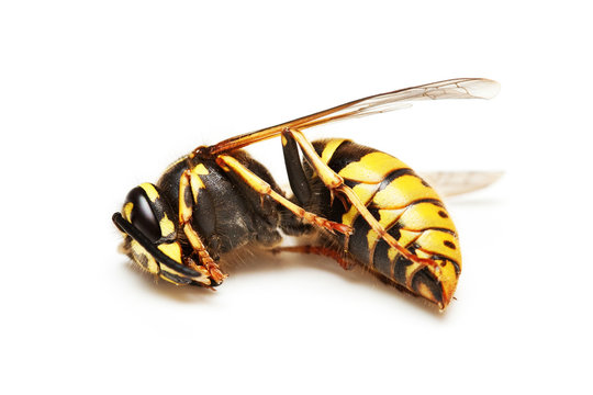 Dead wasp