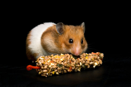 Hamster eating treat bar