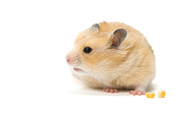 Fototapeta premium Hamster with corn seeds