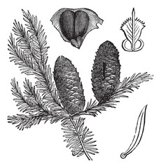 Balsam fir or Abies balsamea vintage engraving - obrazy, fototapety, plakaty