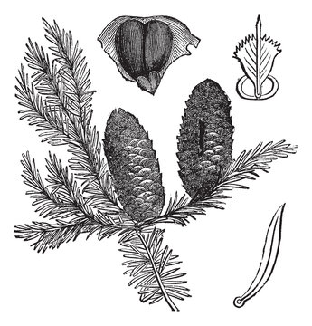 Balsam fir or Abies balsamea vintage engraving