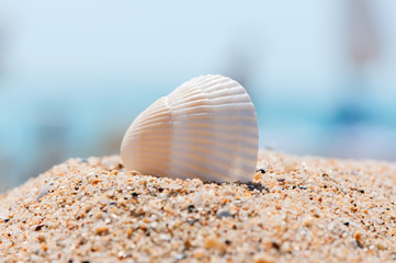 Sea shell on sand close up.