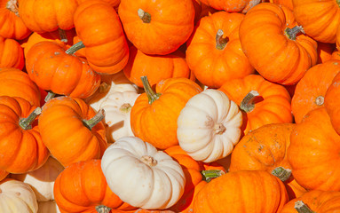 Colorful pumpkins