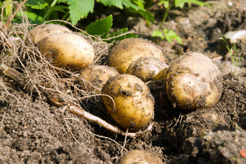 Kartoffelernte (Solanum tuberosum)