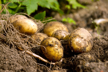 Kartoffelernte  (Solanum tuberosum)