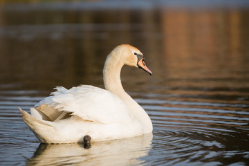 An adult swan swimming in a pond