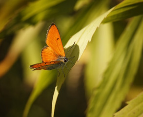 Fototapeta na wymiar Butterfly closeup on the green leaf