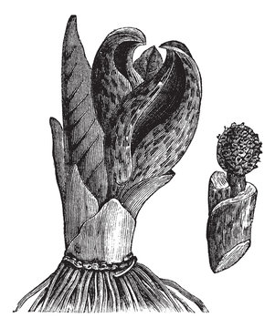 Skunk cabbage (Symplocarpus foetidus) or Eastern Skunk Cabbage,