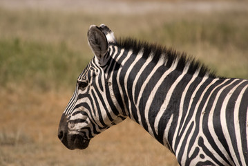 Fototapeta premium Zebra at Amboseli National Park, Kenya