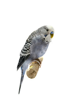 Budgie 4 years old on the white background
