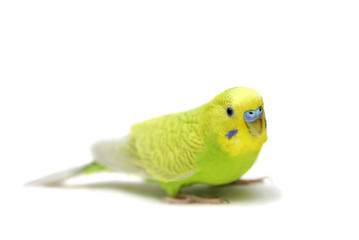 Budgie male on the white background