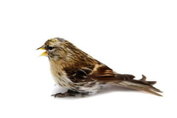 Female of The Common Redpoll (Carduelis flammea)