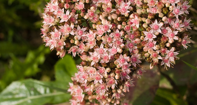 Sedum Matrona flowering