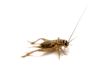 The common house cricket (Acheta domesticus) isolated on white