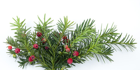Yew