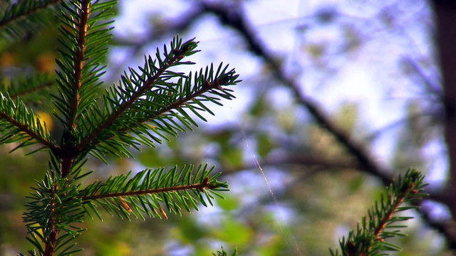 colors of autumn, spruce twig with webs