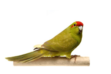 Red-fronted Kakariki parakeet, cinnamon colored