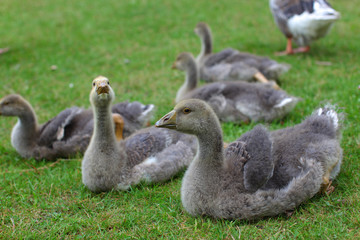 Baby geese gray color lying on the lawn