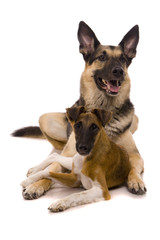The East European sheep-dog on with White fox-terrier