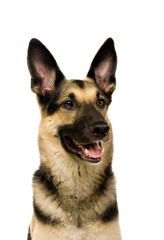 The East European sheep-dog on the white background