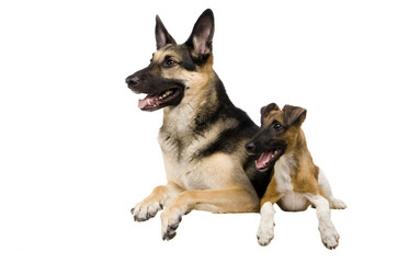 The East European sheep-dog on with fox-terrier