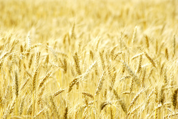 wheat