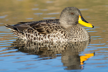 A swimming yellow-billed duck