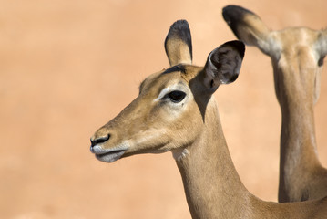 Impala