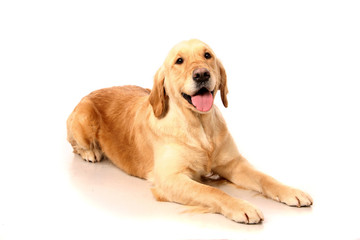 Happy golden Retriever (3 years) in front of a white background