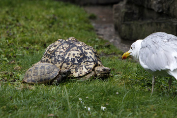 Neugierige Möwe begutachtet Schildkröten