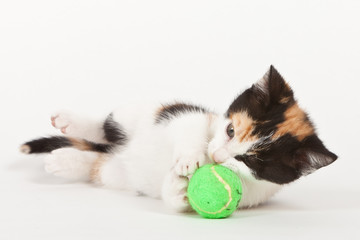 Young cat isolated on white