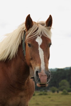 retrato de caballo