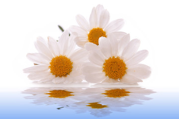 Fototapeta premium Wasser,Margeriten