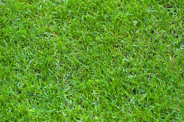 Football Stadium Grass