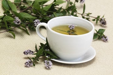 Mint tea  /Mentha aquatica/