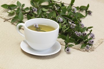 Mint tea  /Mentha aquatica/