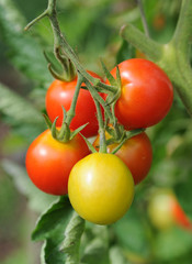 Tomaten