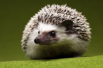 Autumnal animal, Hedgehog