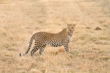 Fototapeta na wymiar Leopard (Panthera Pardus) w stepie der