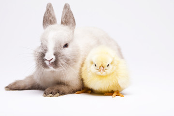 Rabbit on chick